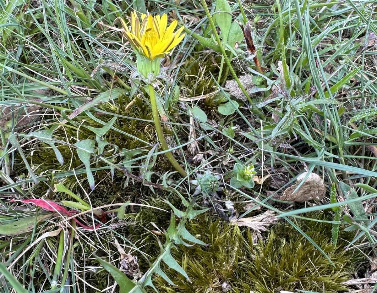 Taraxacum lacistophyllum (door Jelle J. Hofstra)