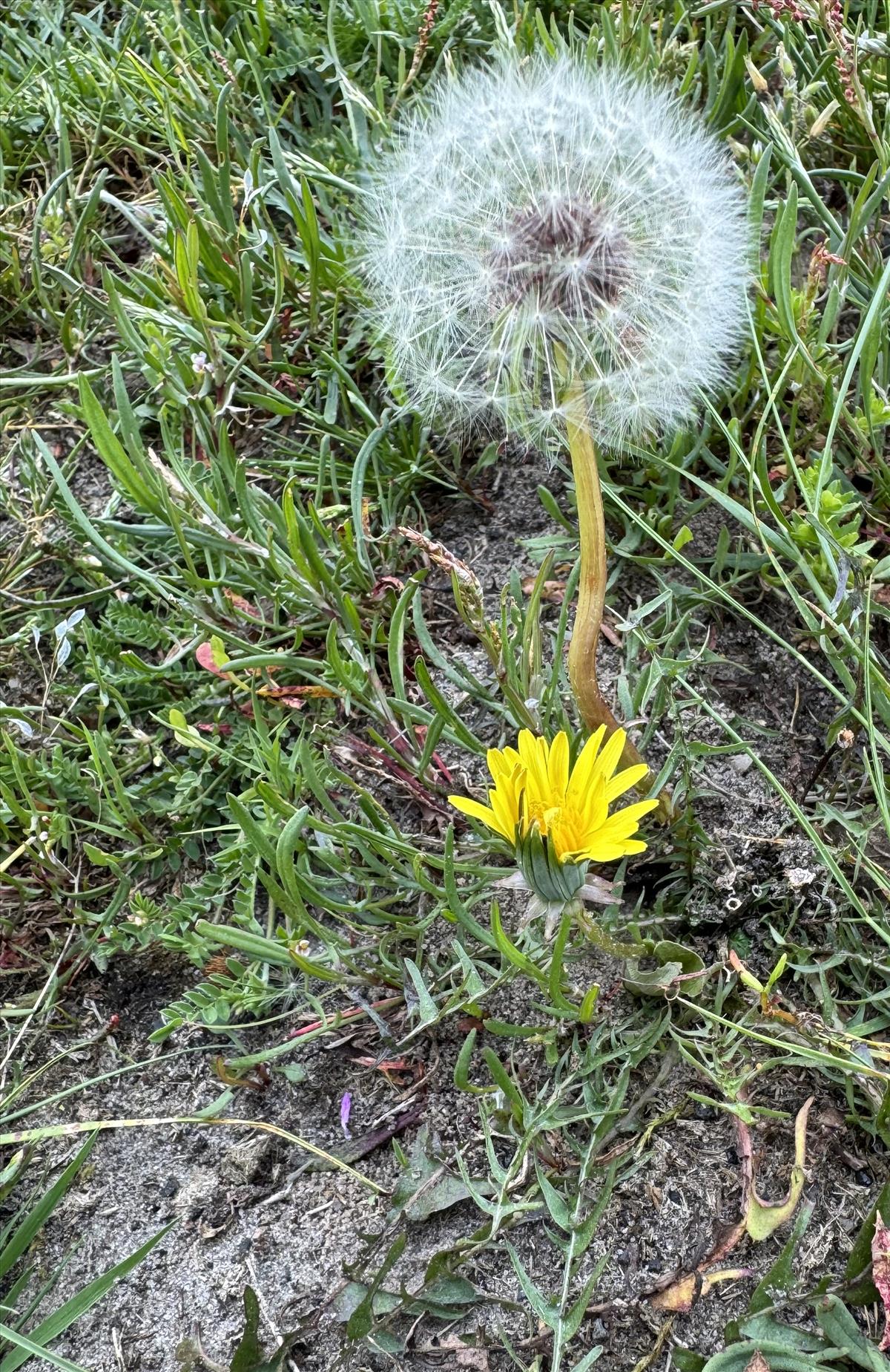 Taraxacum lacistophyllum (door Jelle J. Hofstra)