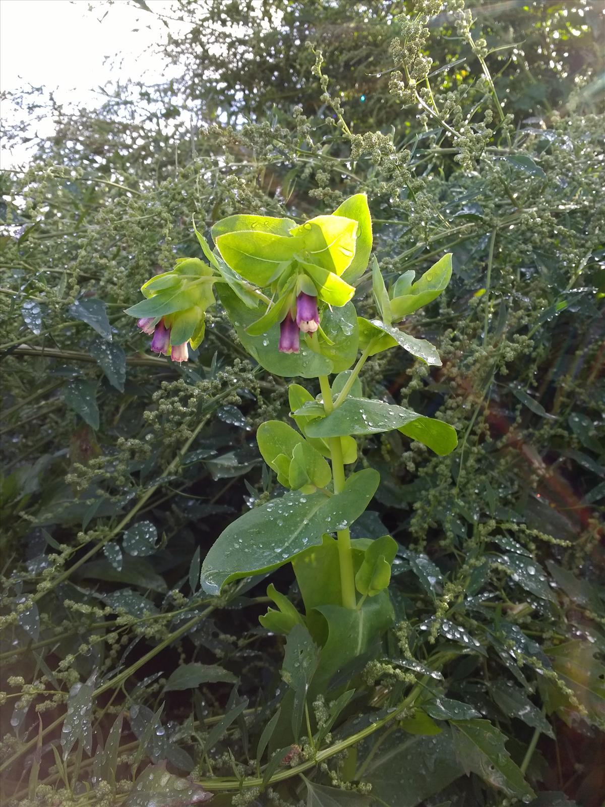 Cerinthe major (door Remko Andeweg)