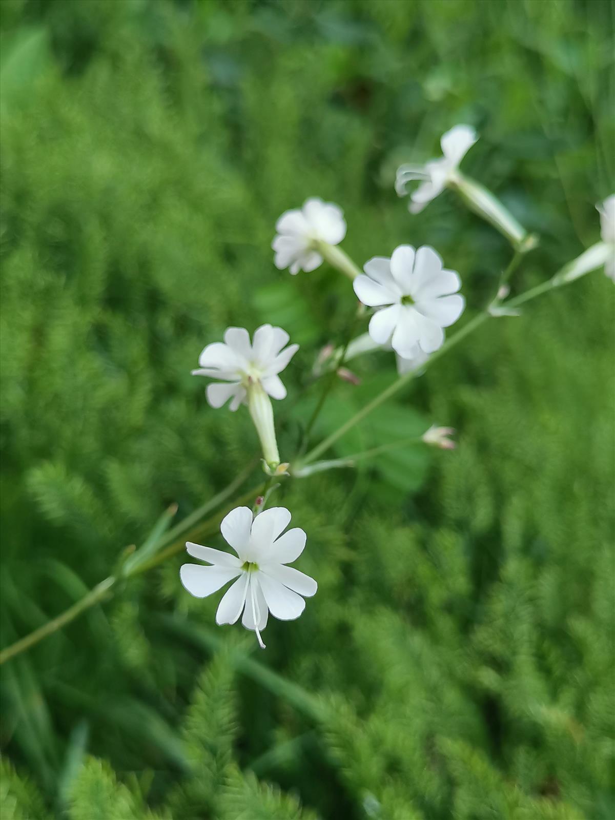 Silene italica (door Sipke Gonggrijp)