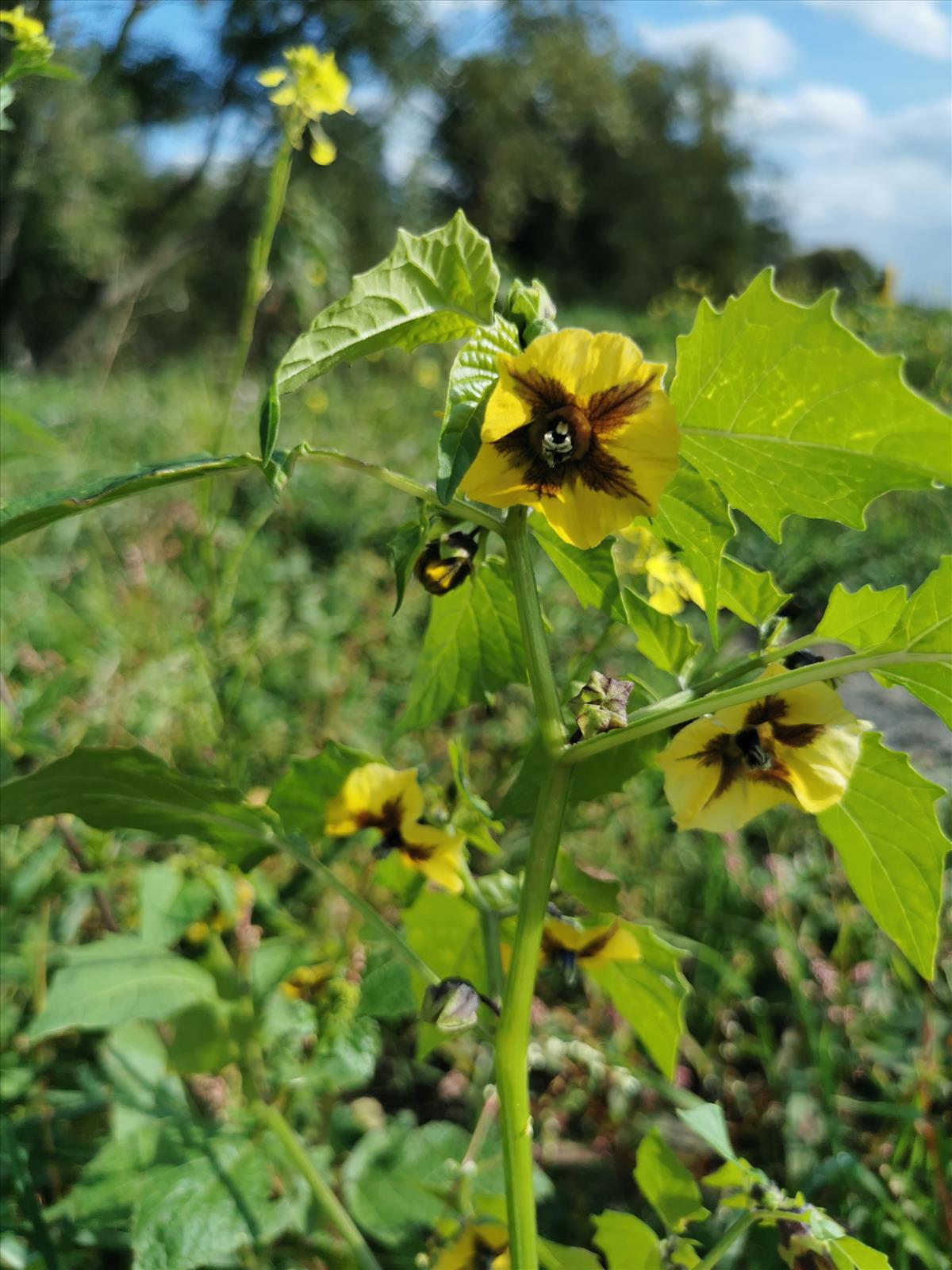 Physalis philadelphica (door Sipke Gonggrijp)