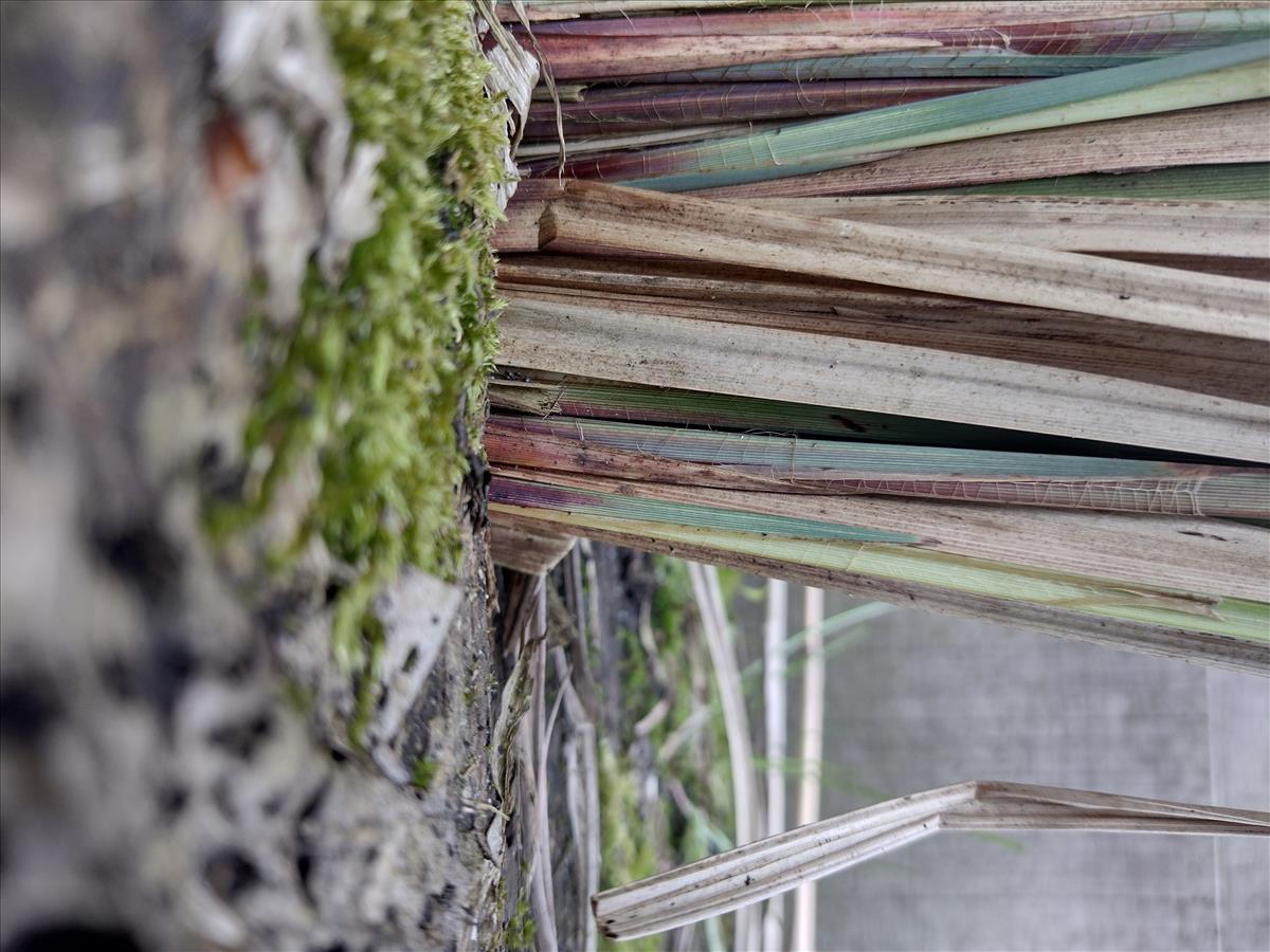 Carex acutiformis (door Stef van Walsum)