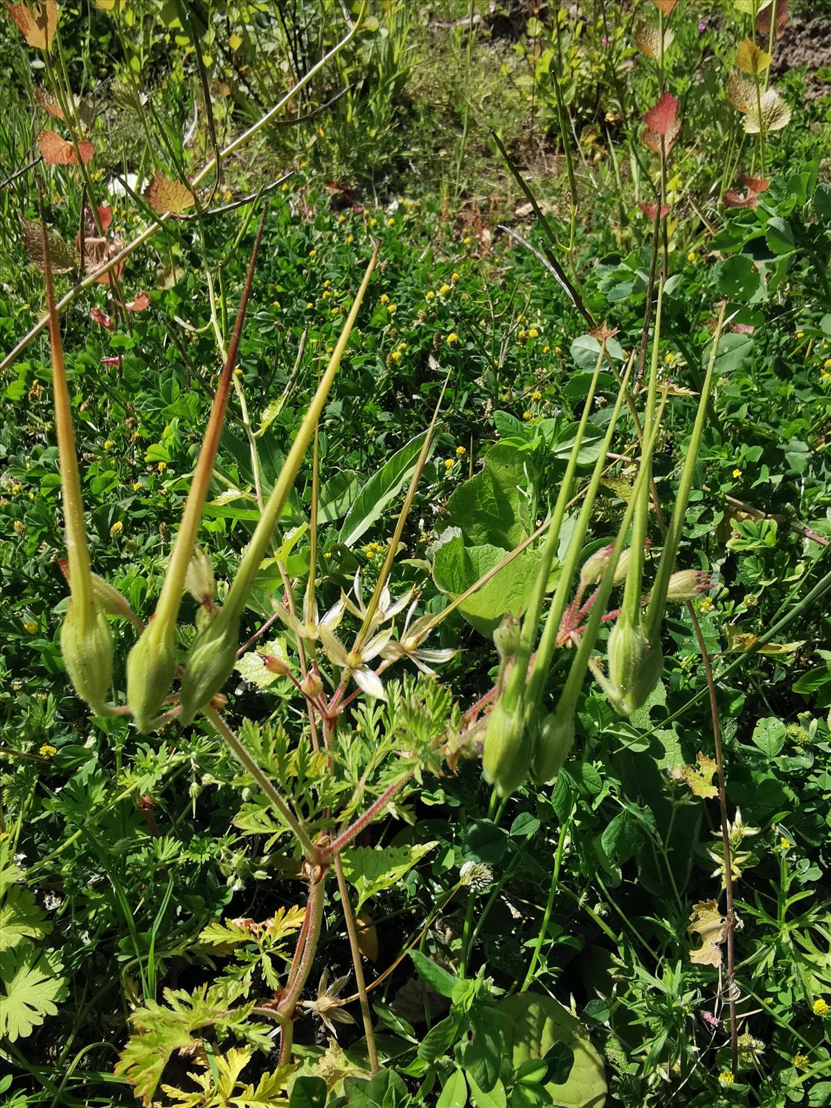 Erodium ciconium (door Sipke Gonggrijp)