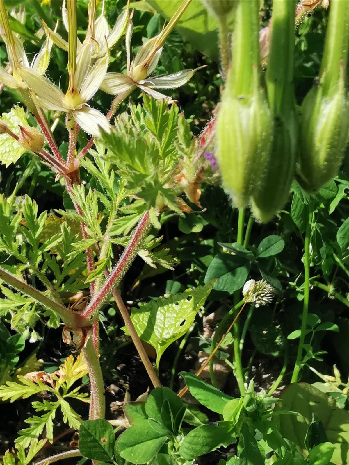 Erodium ciconium (door Sipke Gonggrijp)