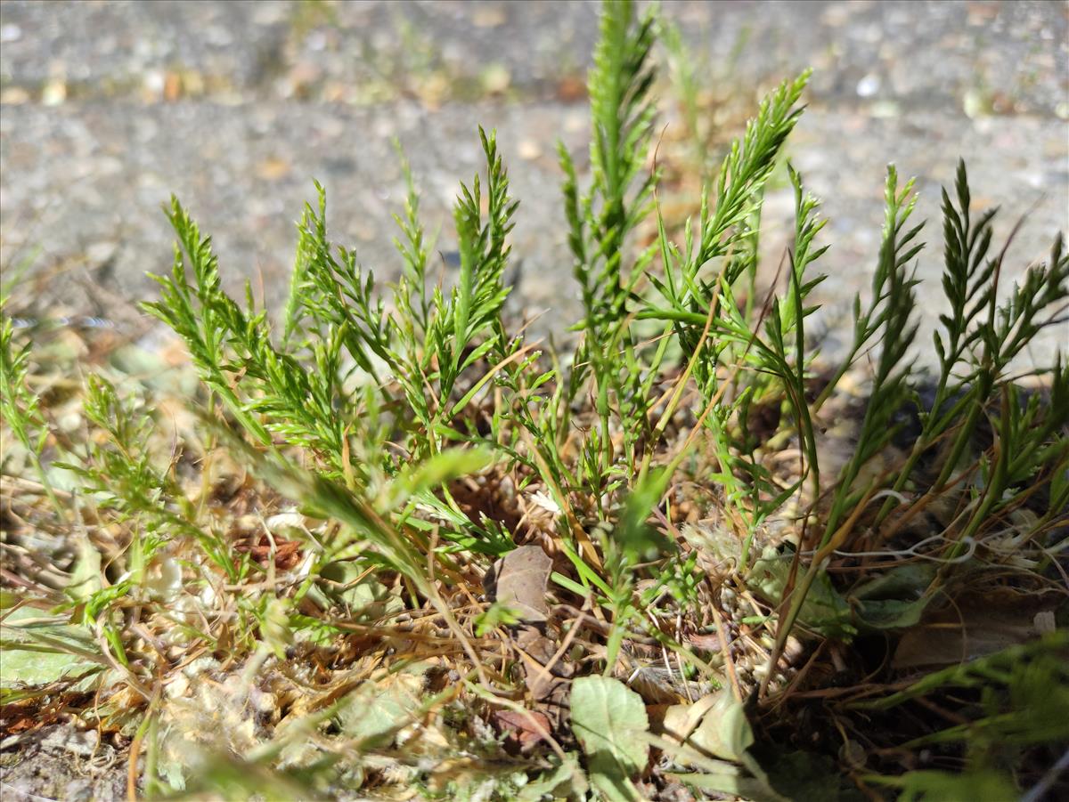 Catapodium rigidum (door Marcel Hospers)