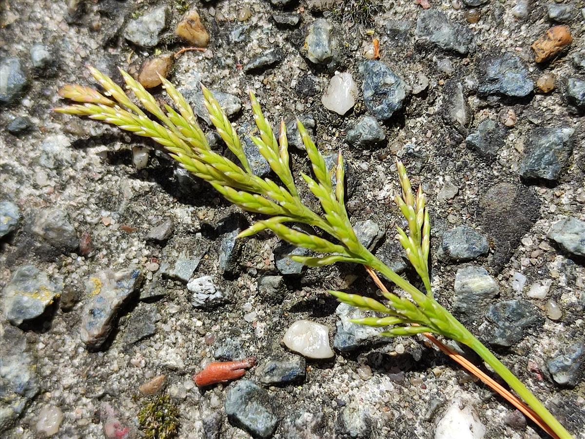 Catapodium rigidum (door Marcel Hospers)