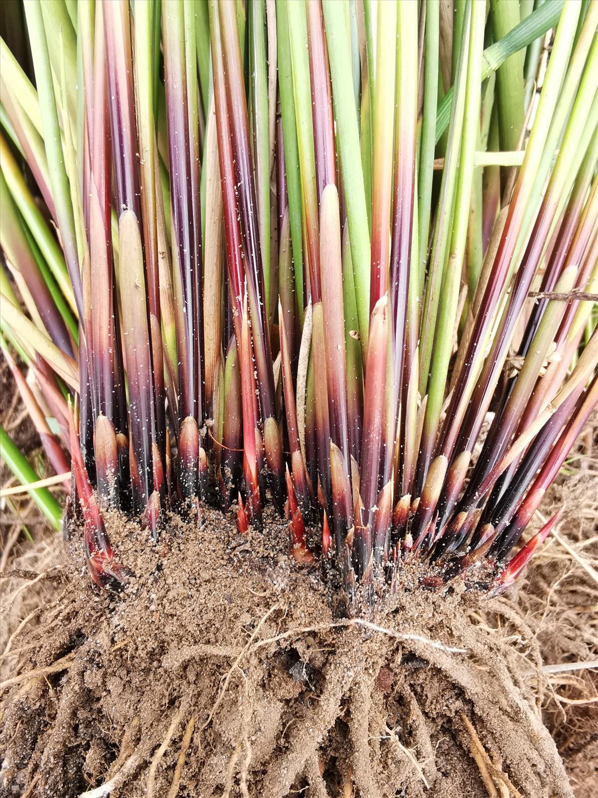 Juncus amabilis (door Sipke Gonggrijp)