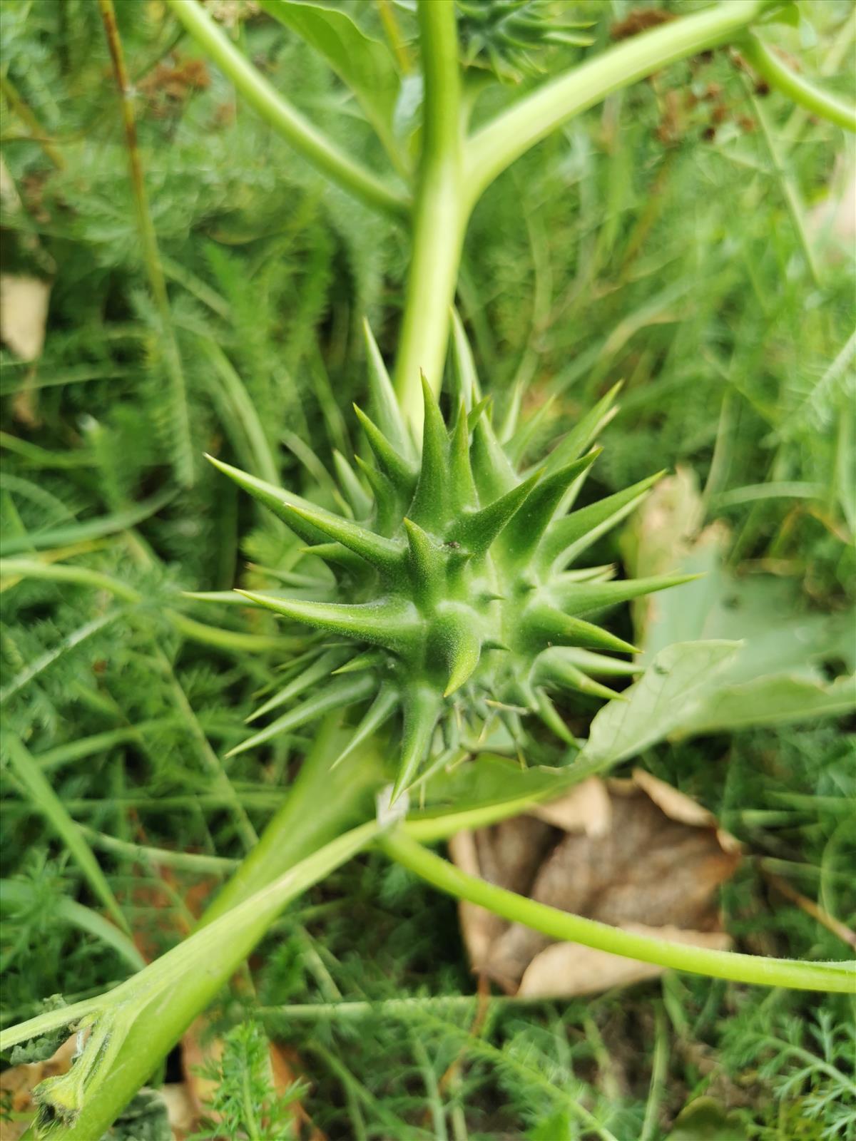 Datura ferox (door Sipke Gonggrijp)