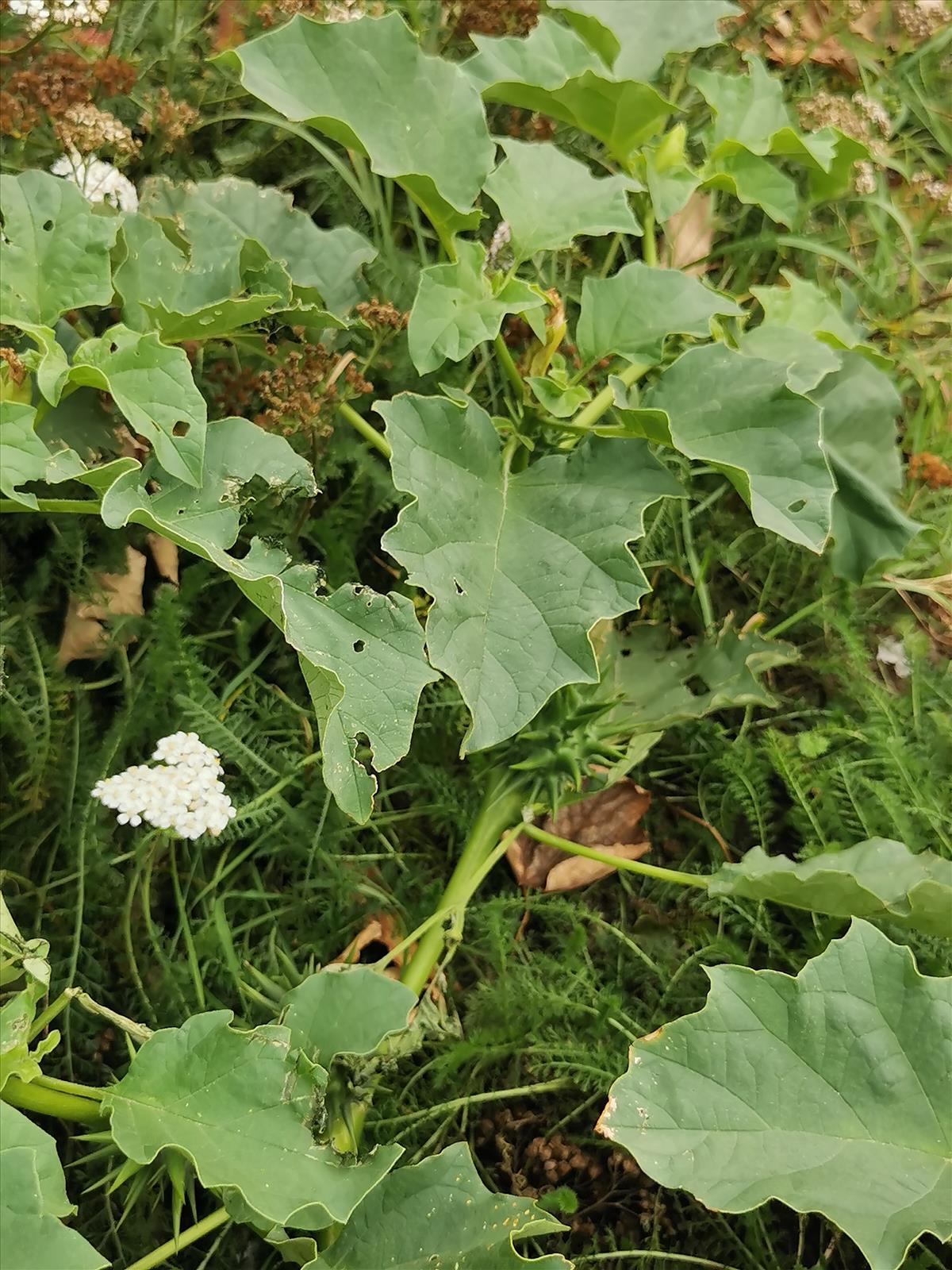 Datura ferox (door Sipke Gonggrijp)