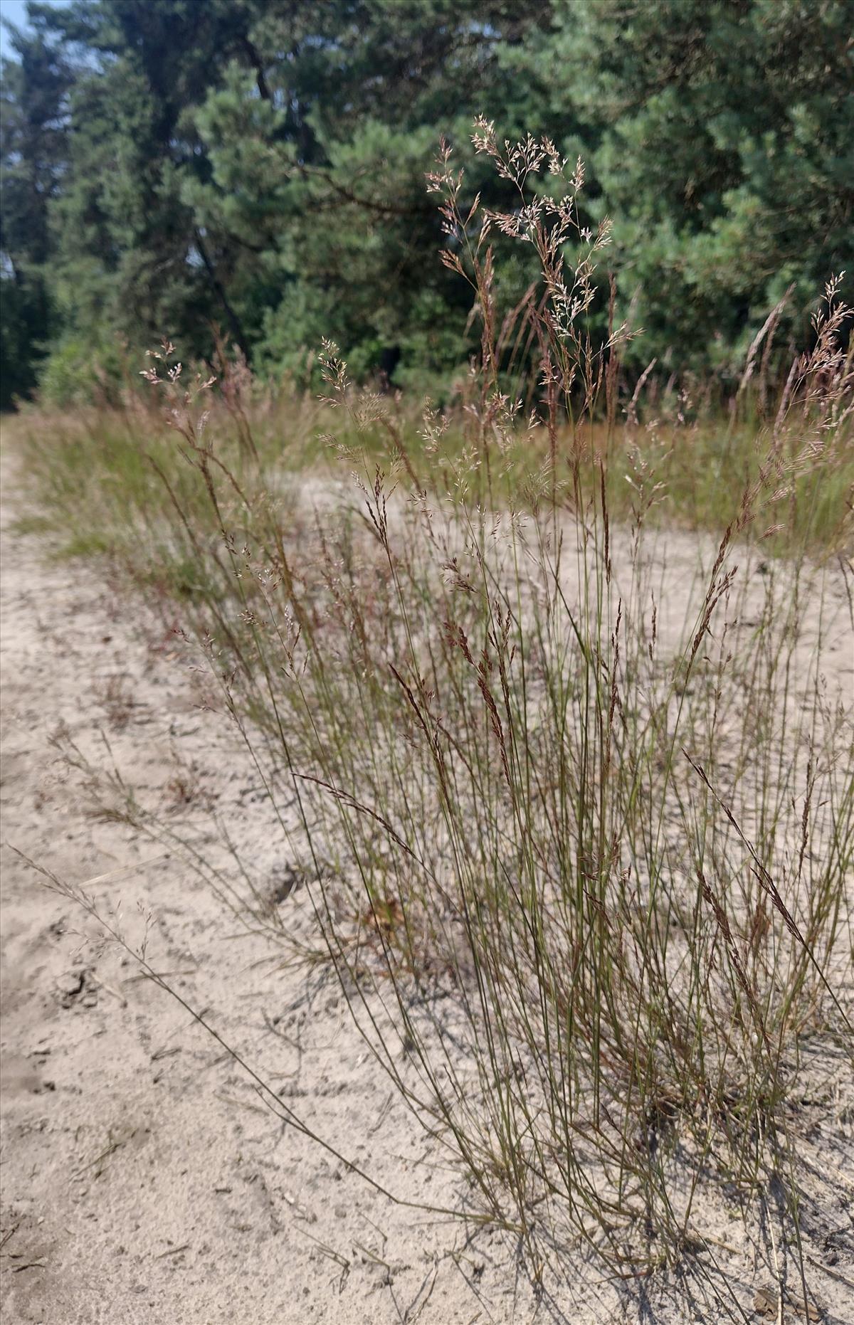 Agrostis vinealis (door Stef van Walsum)