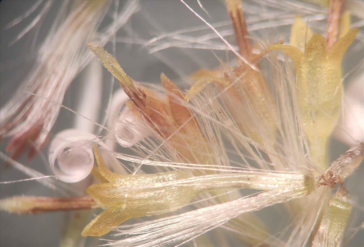 Symphyotrichum aff. lanceolatum (door Peter Wetzels)