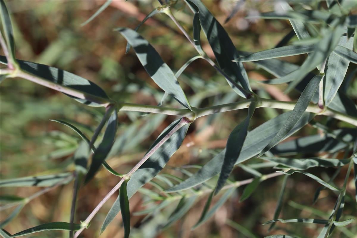 Gypsophila paniculata (door Gerrit Hendriksen)