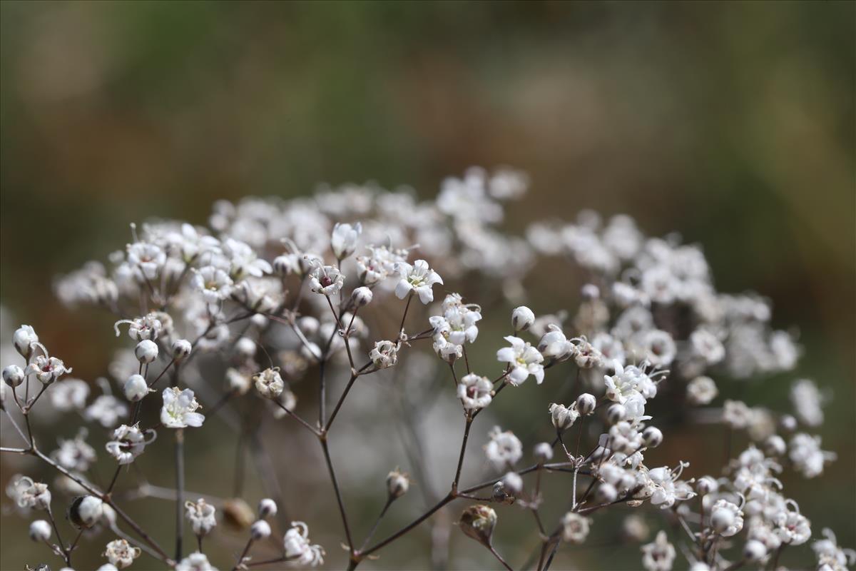 Gypsophila paniculata (door Gerrit Hendriksen)