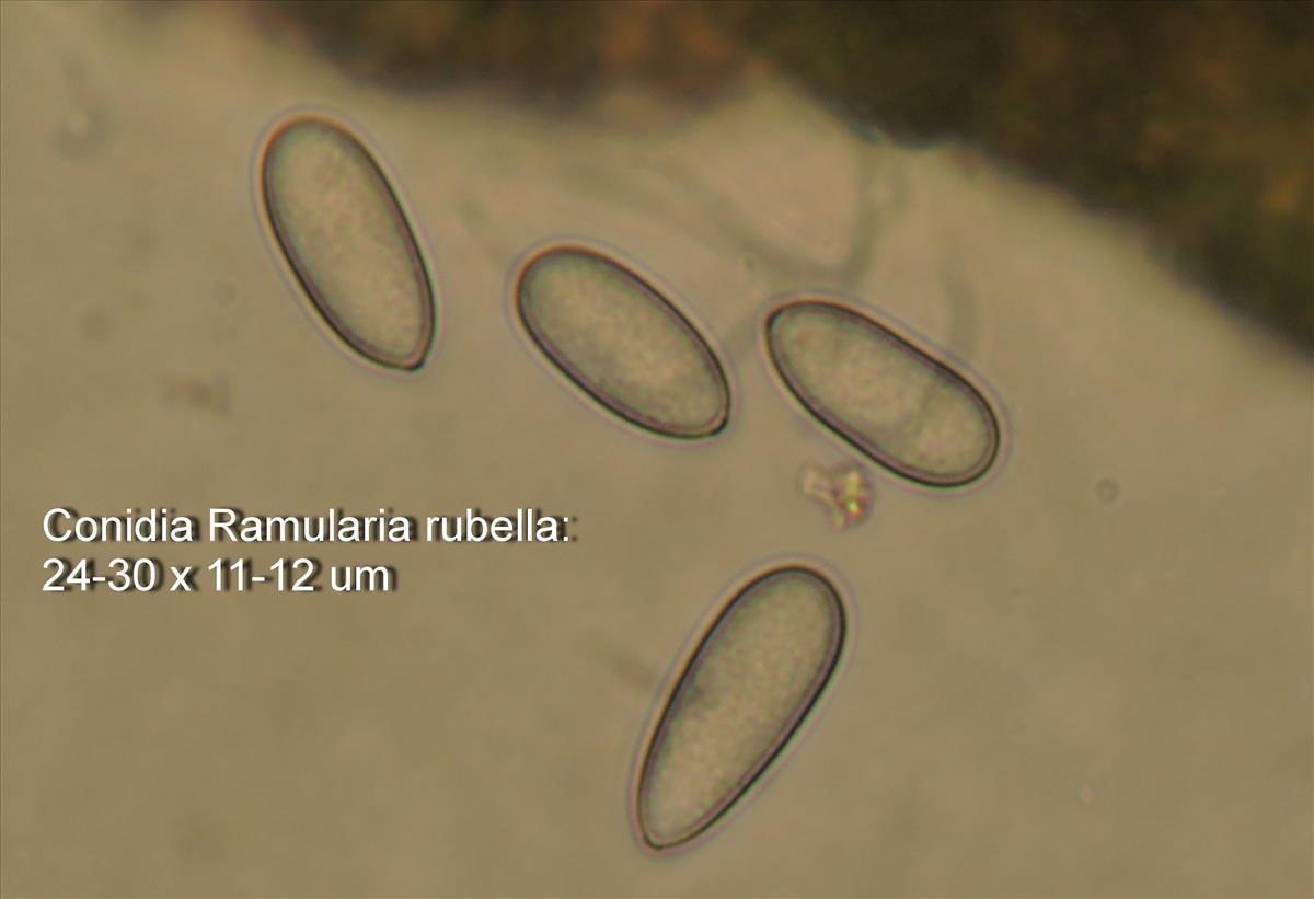 Ramularia rubella (door Eduard Osieck)