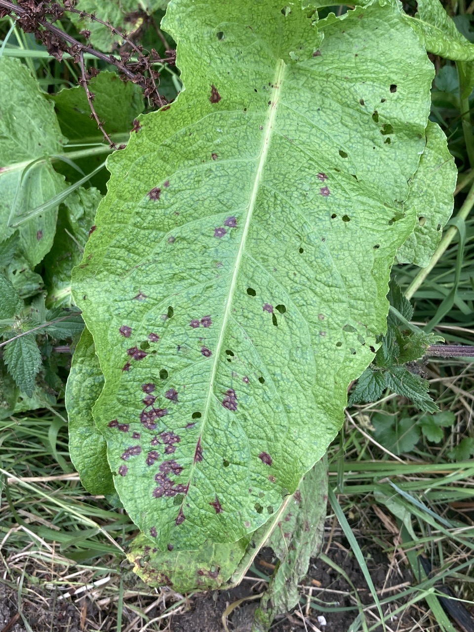 Ramularia rubella (door Eduard Osieck)