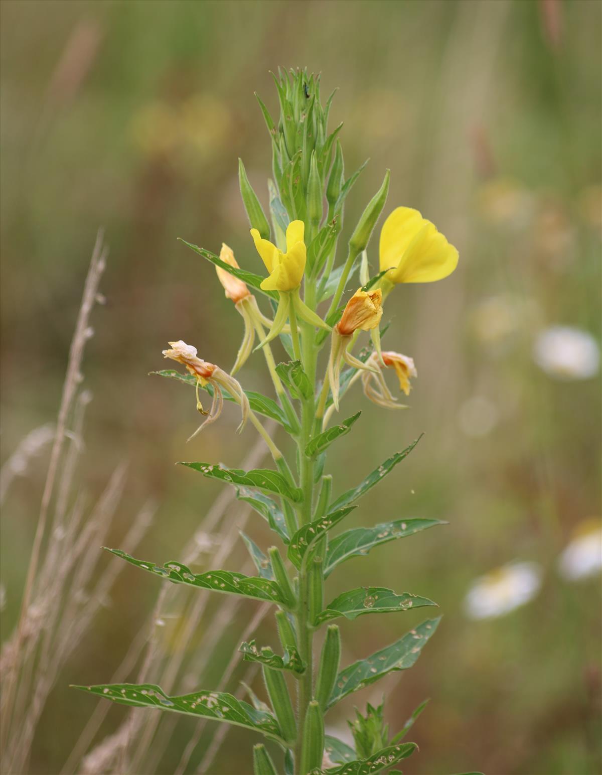 Oenothera cambrica (door Stef van Walsum)