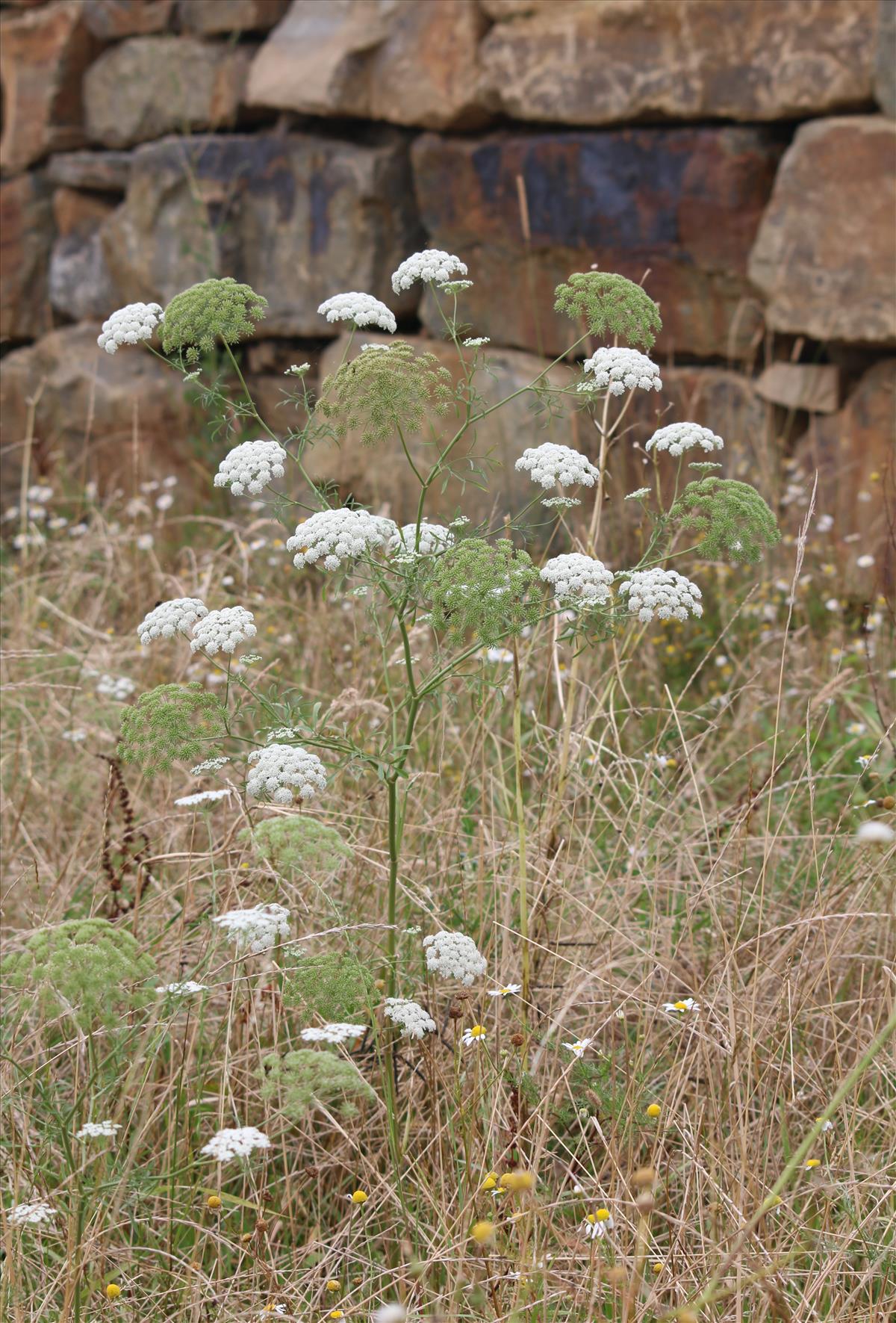 Ammi majus (door Stef van Walsum)