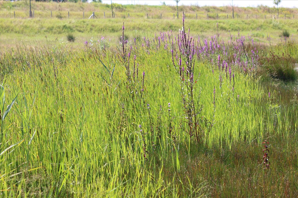 Typha laxmannii (door Stef van Walsum)