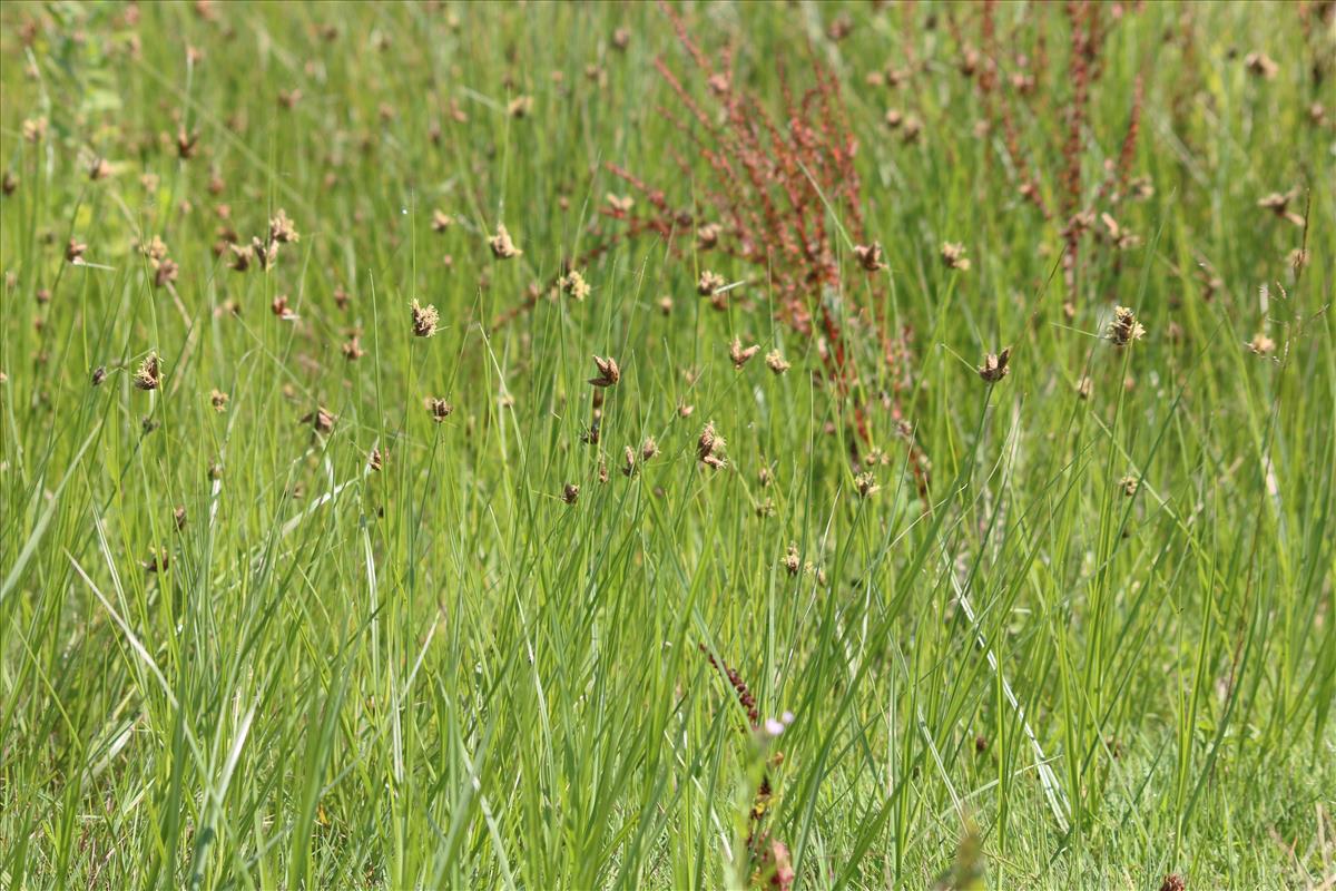 Bolboschoenus planiculmis (door Stef van Walsum)