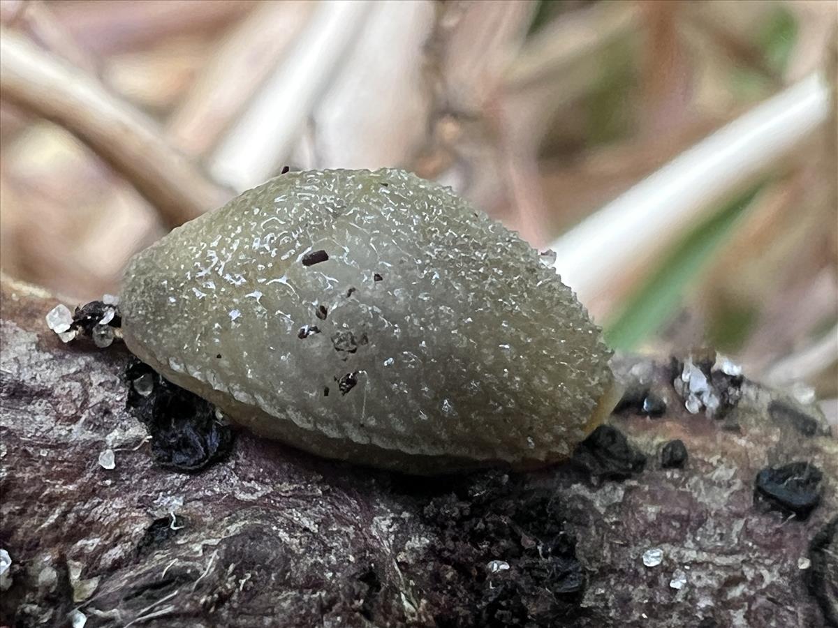 Arion intermedius (door Adriaan Gmelig Meyling)