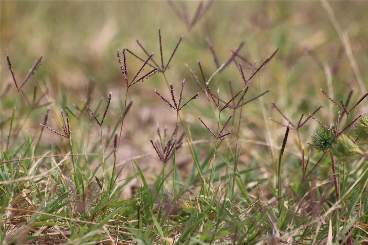 Cynodon dactylon (door Stef van Walsum)