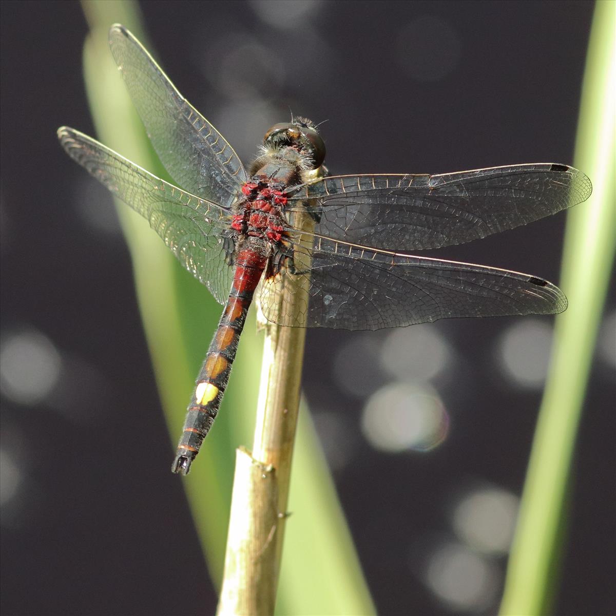 Leucorrhinia pectoralis (door Niek Schrier)