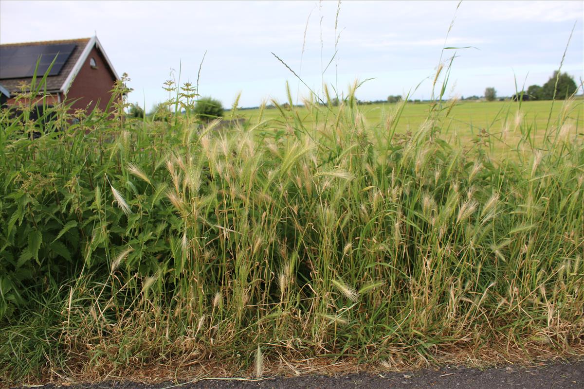 Hordeum murinum (door Stef van Walsum)