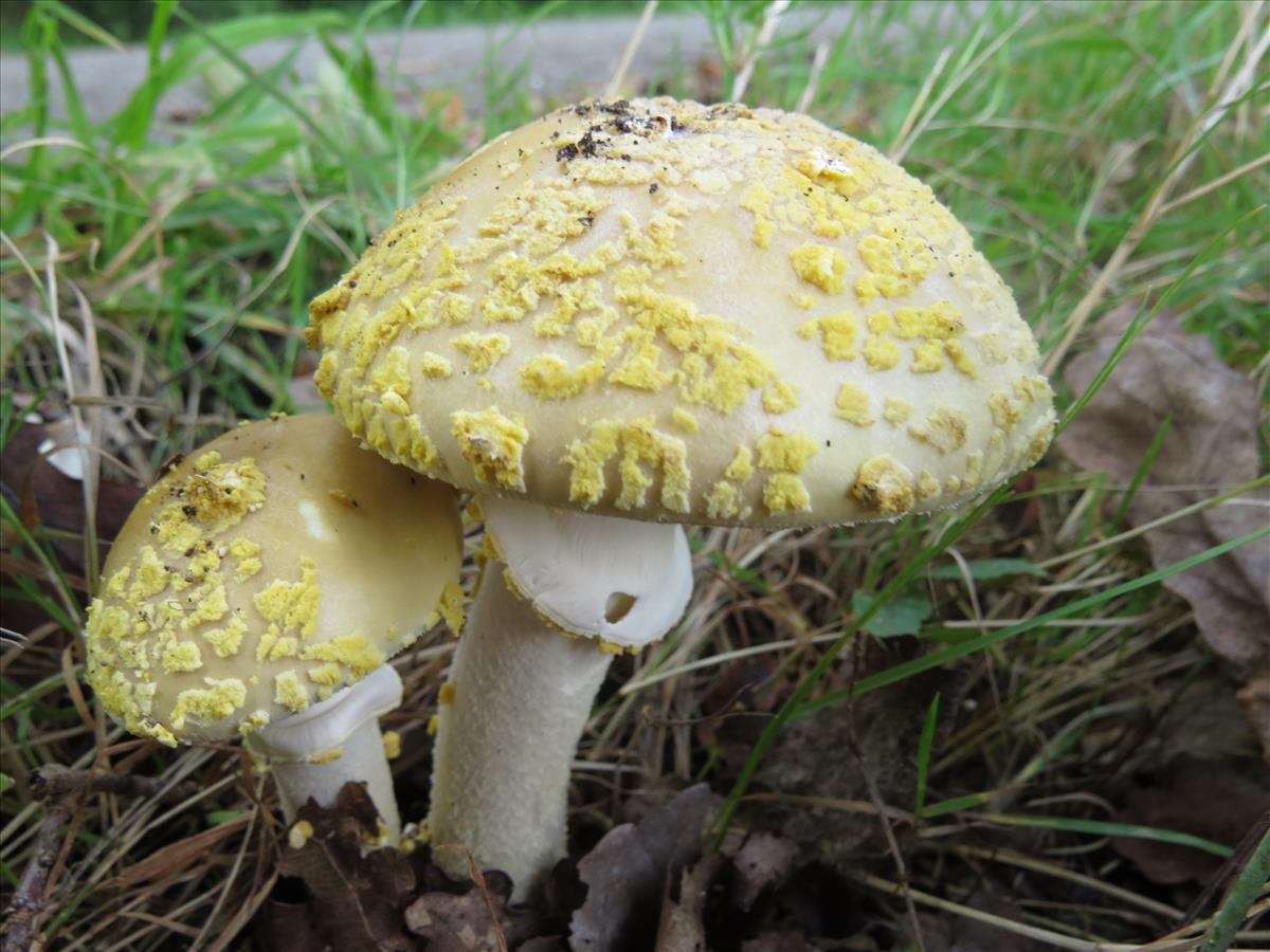 Amanita franchetii (door Tom Killaars)