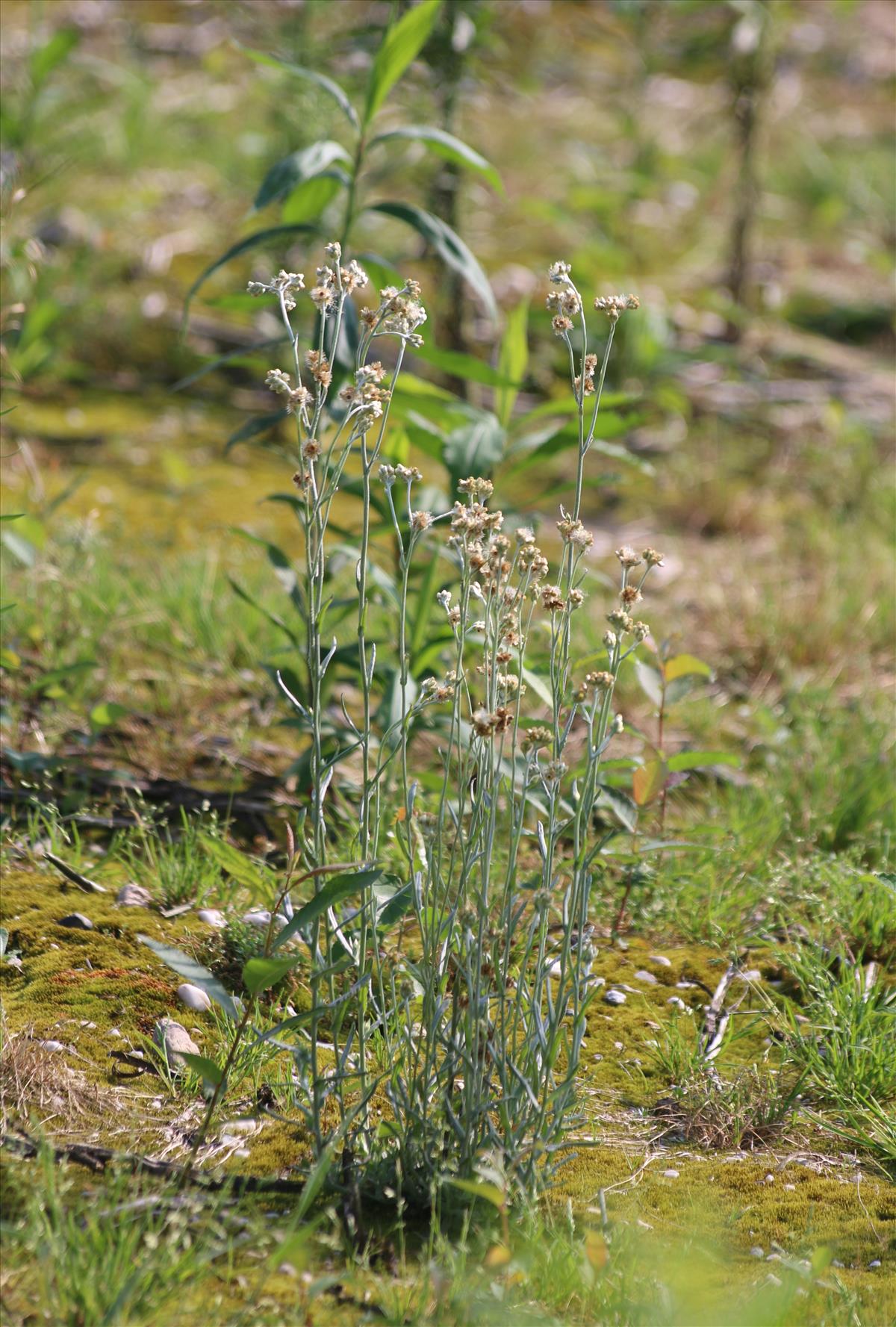 Pseudognaphalium luteoalbum (door Stef van Walsum)