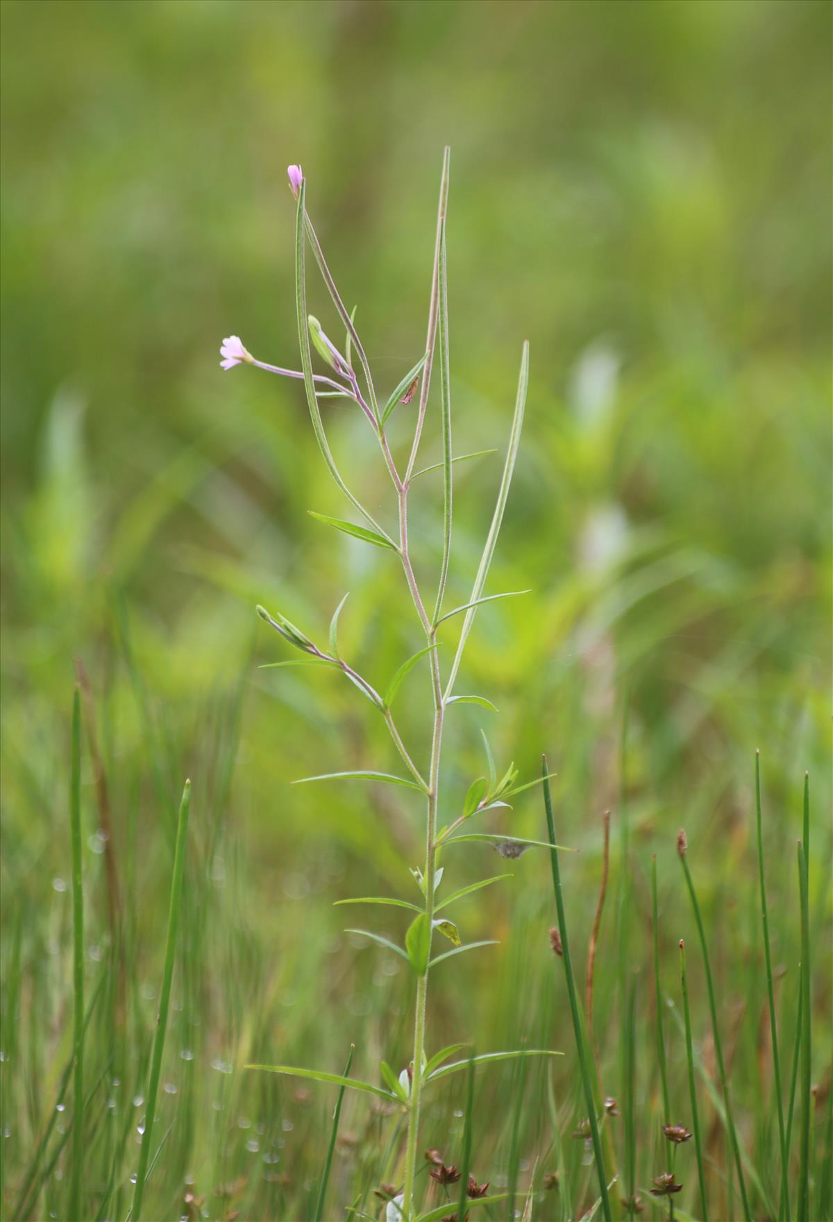 Epilobium palustre (door Stef van Walsum)