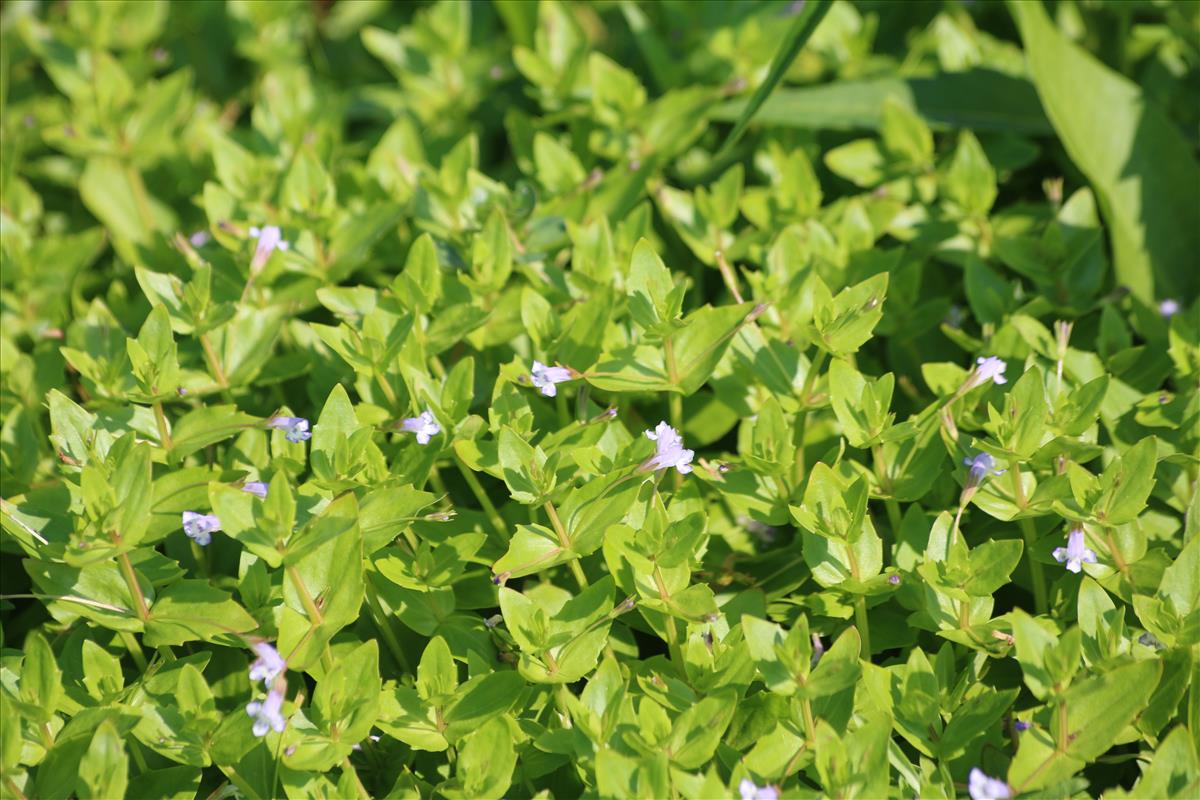 Lindernia dubia (door Stef van Walsum)