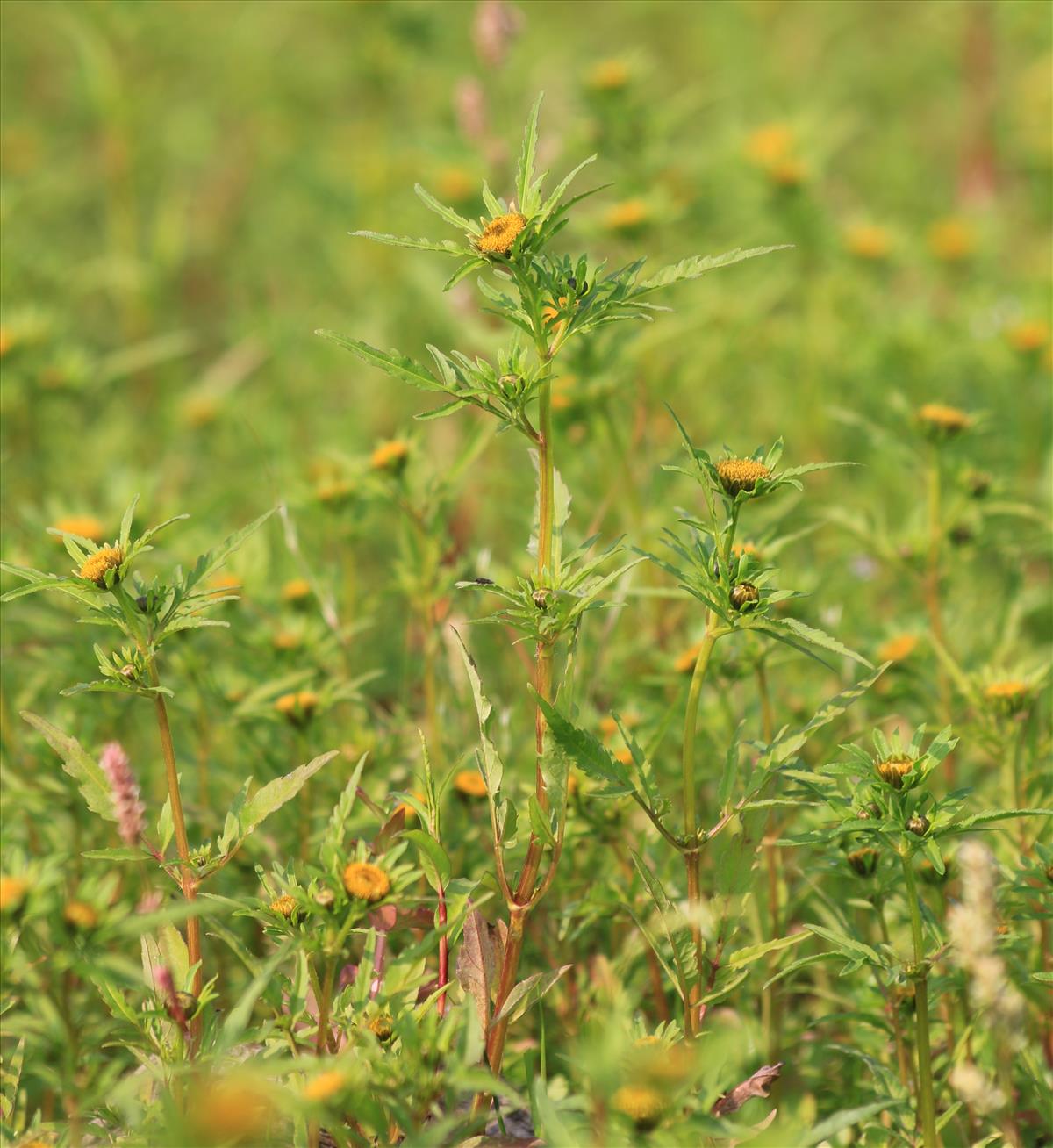 Bidens radiata (door Stef van Walsum)