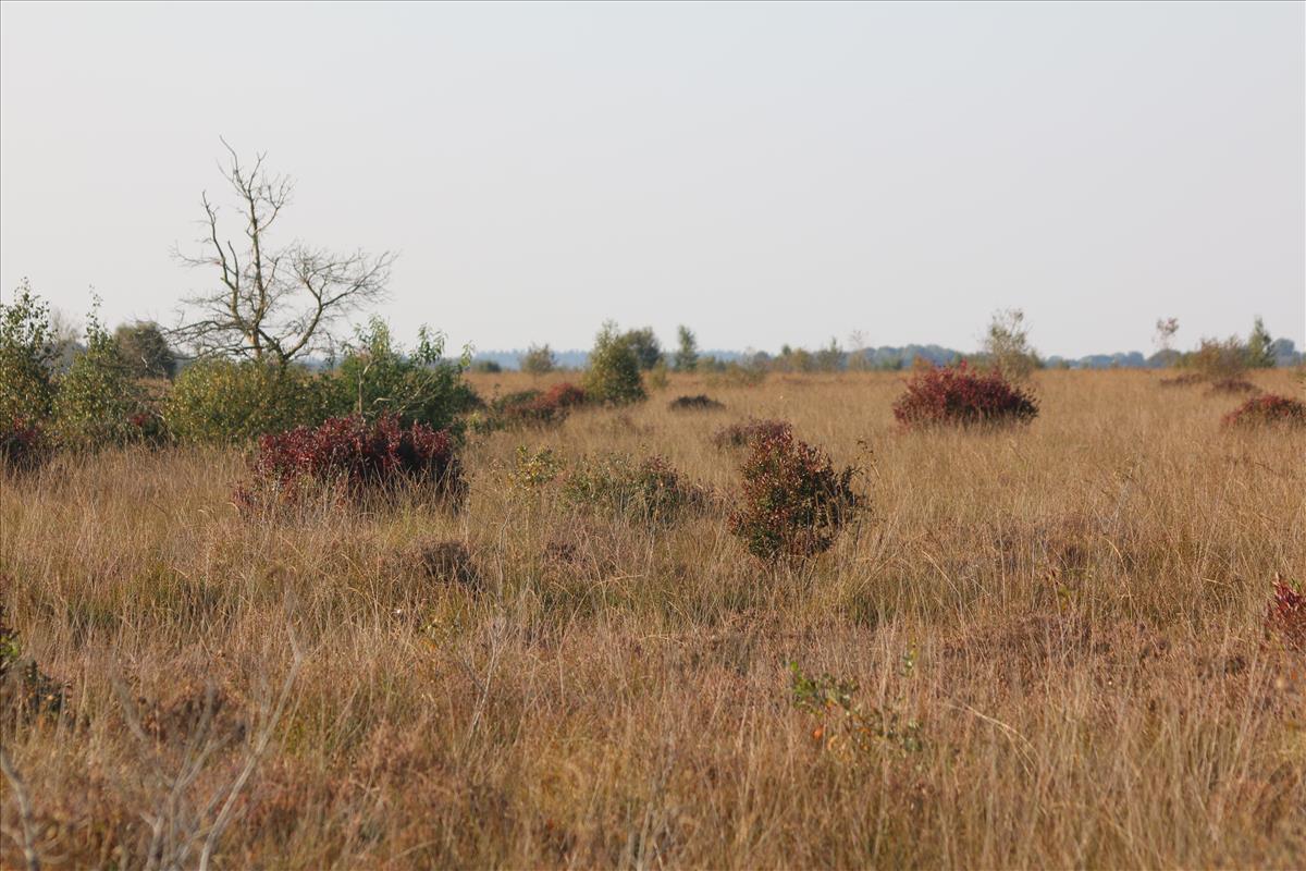 Vaccinium corymbosum (door Stef van Walsum)