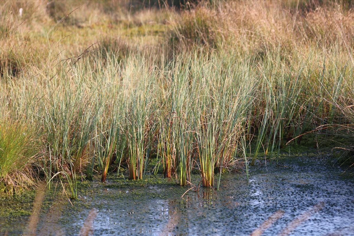 Carex rostrata (door Stef van Walsum)