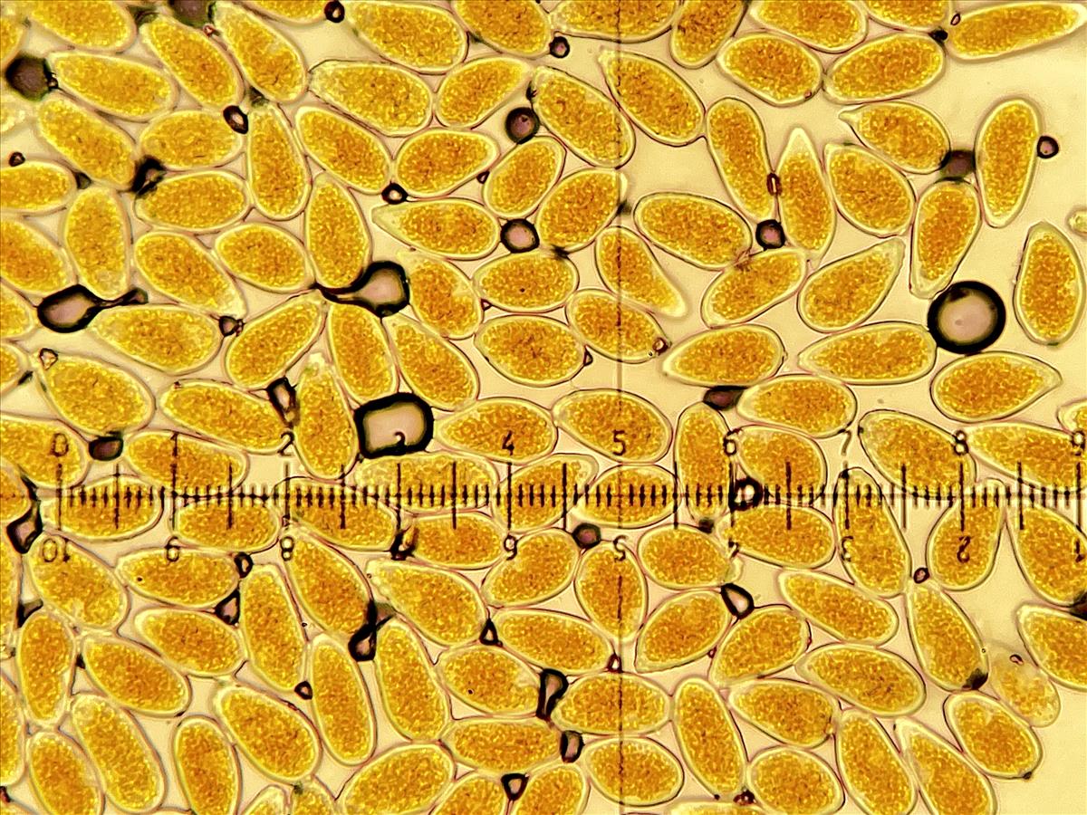 Melampsoridium carpini (door Eduard Osieck)