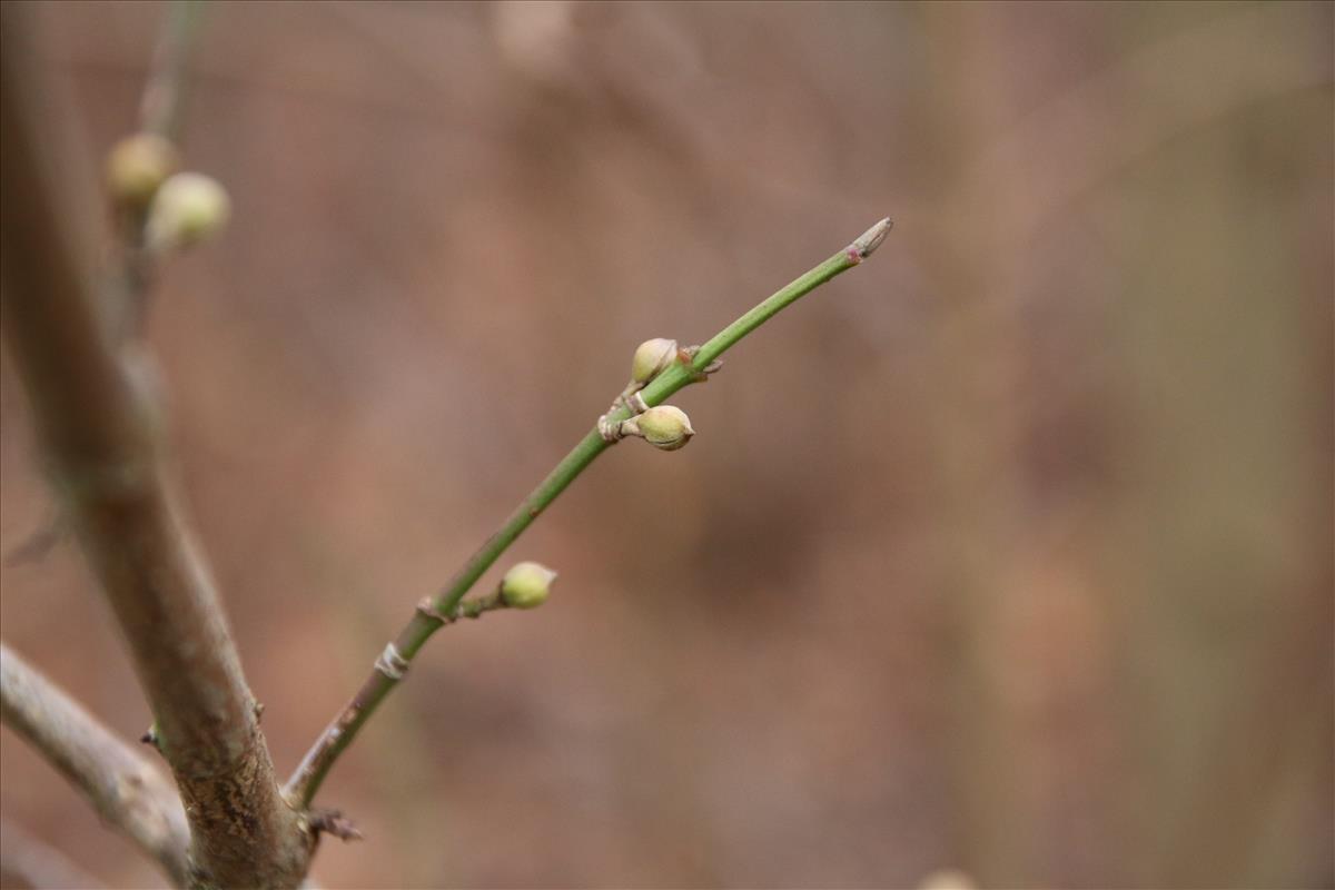 Cornus mas (door Stef van Walsum)