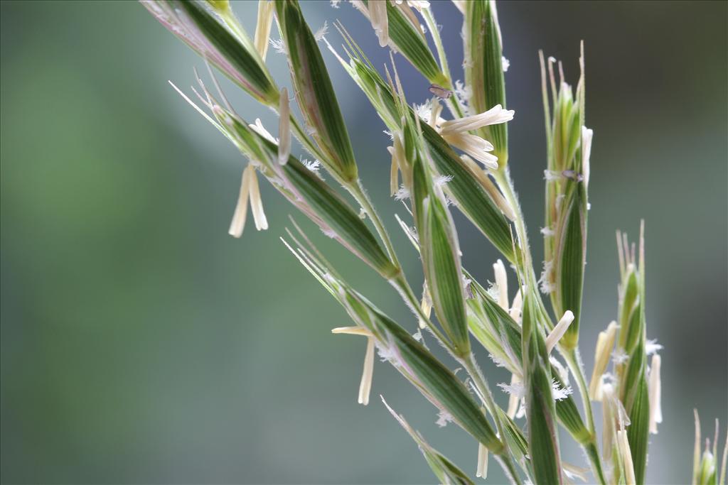 Elymus repens (door Valentine Kalwij)