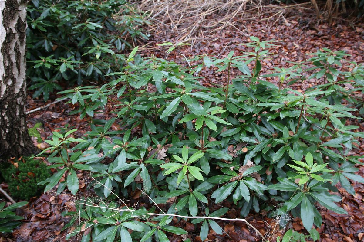 Rhododendron ponticum (door Stef van Walsum)