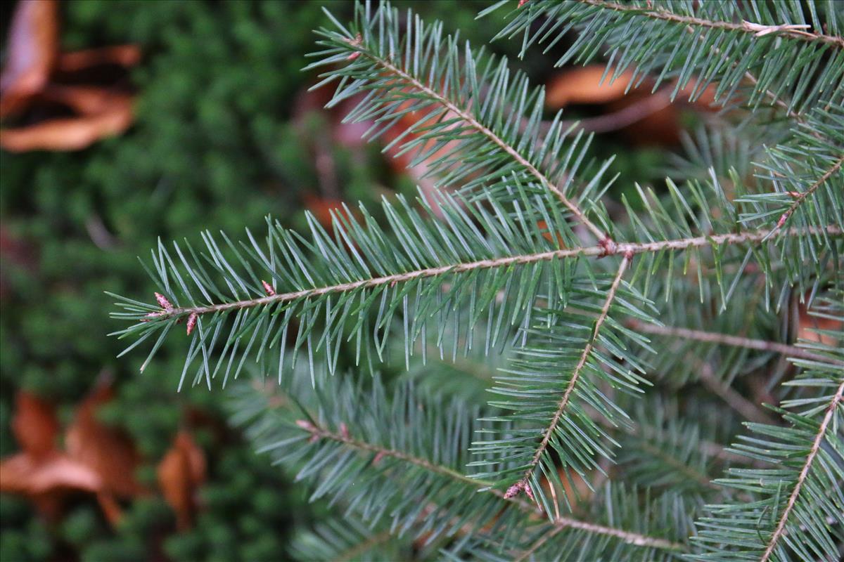 Pseudotsuga menziesii (door Stef van Walsum)