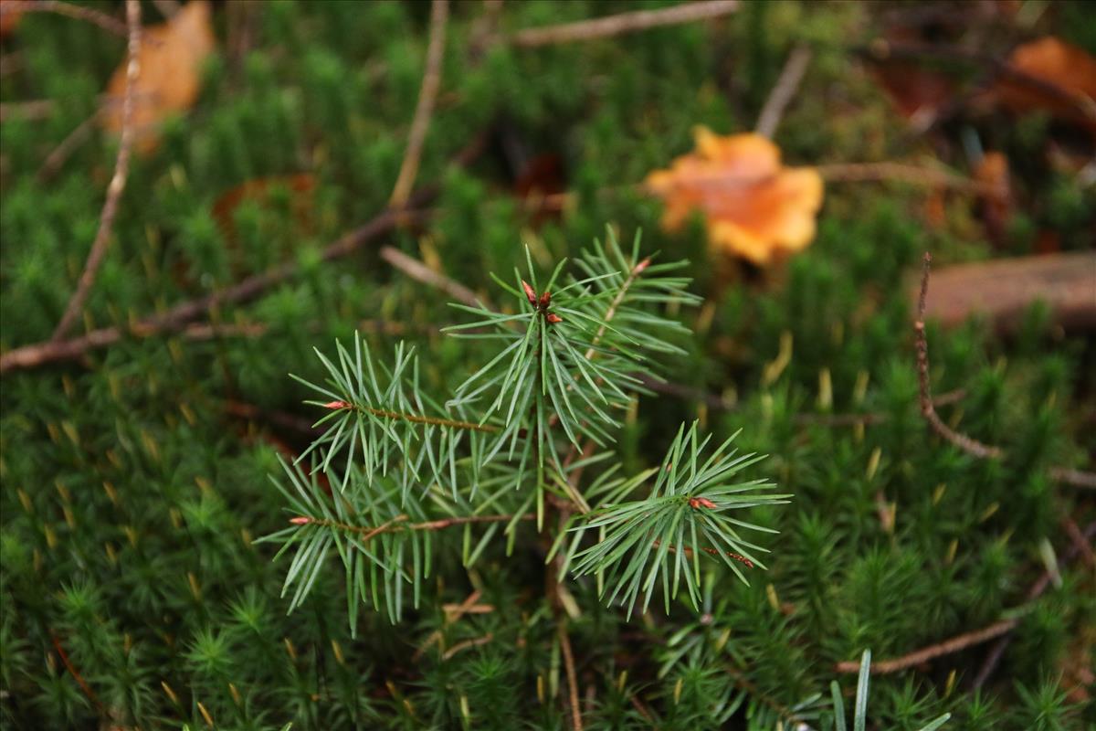 Pseudotsuga menziesii (door Stef van Walsum)