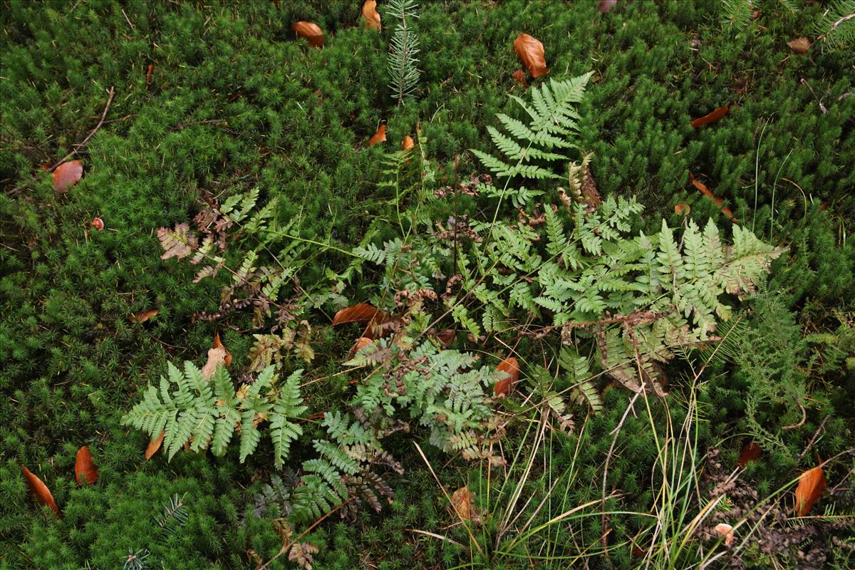 Dryopteris carthusiana (door Stef van Walsum)