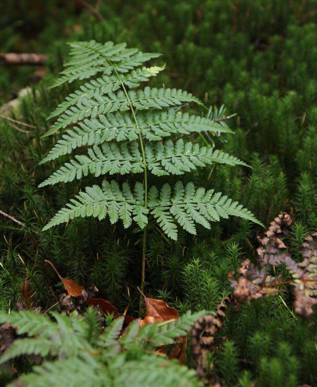 Dryopteris carthusiana (door Stef van Walsum)