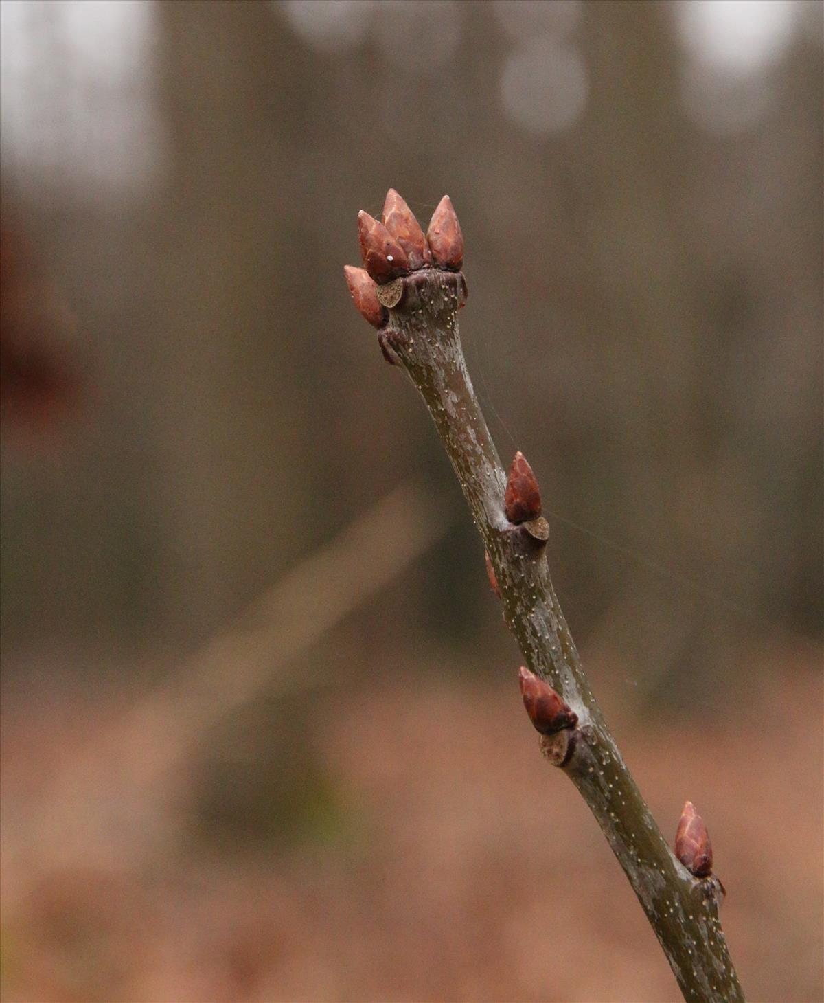 Quercus rubra (door Stef van Walsum)