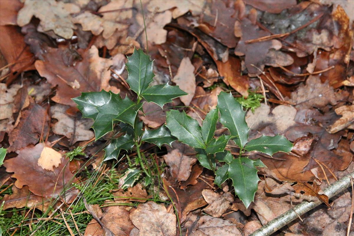 Ilex aquifolium (door Stef van Walsum)