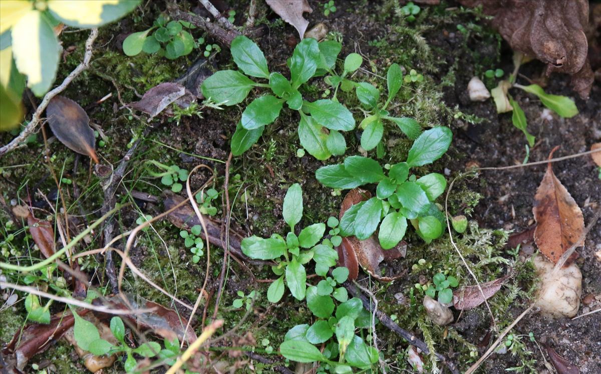 Epilobium lanceolatum (door Stef van Walsum)