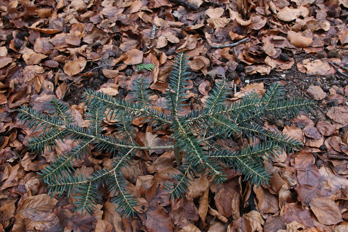 Abies alba (door Stef van Walsum)