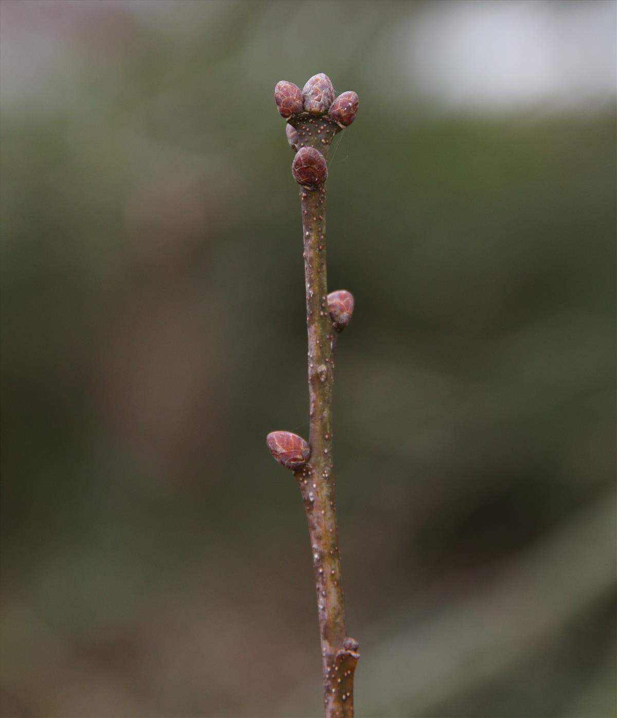 Quercus robur (door Stef van Walsum)