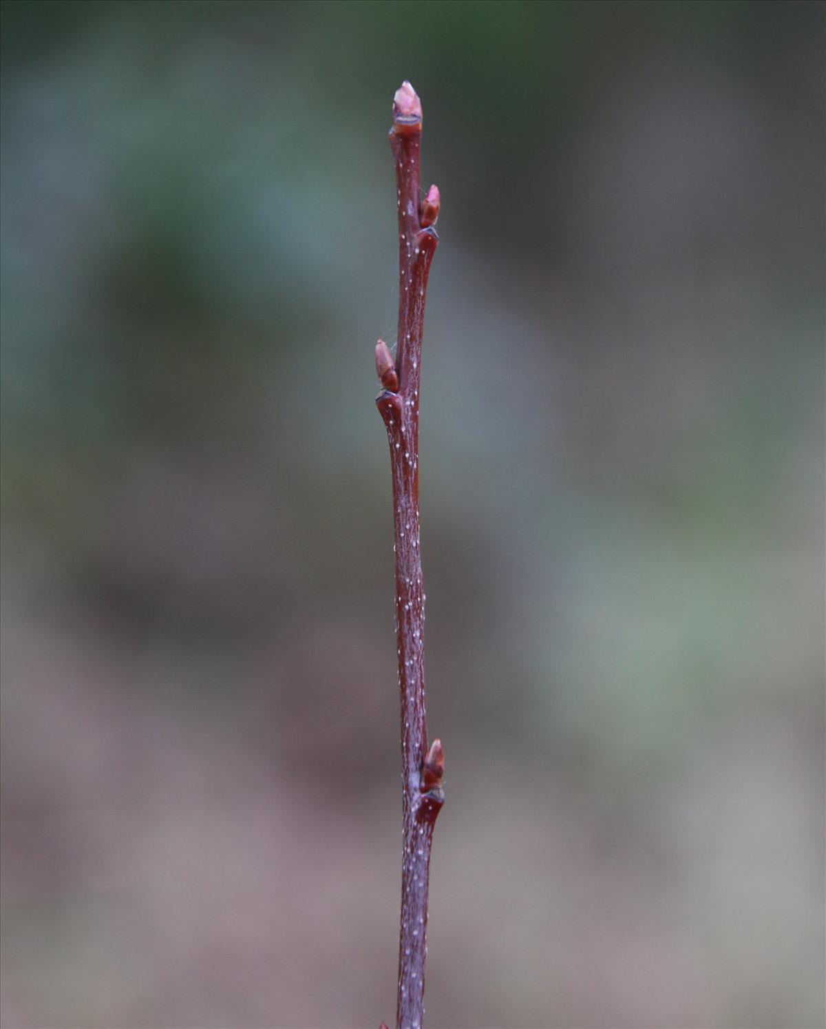 Prunus serotina (door Stef van Walsum)