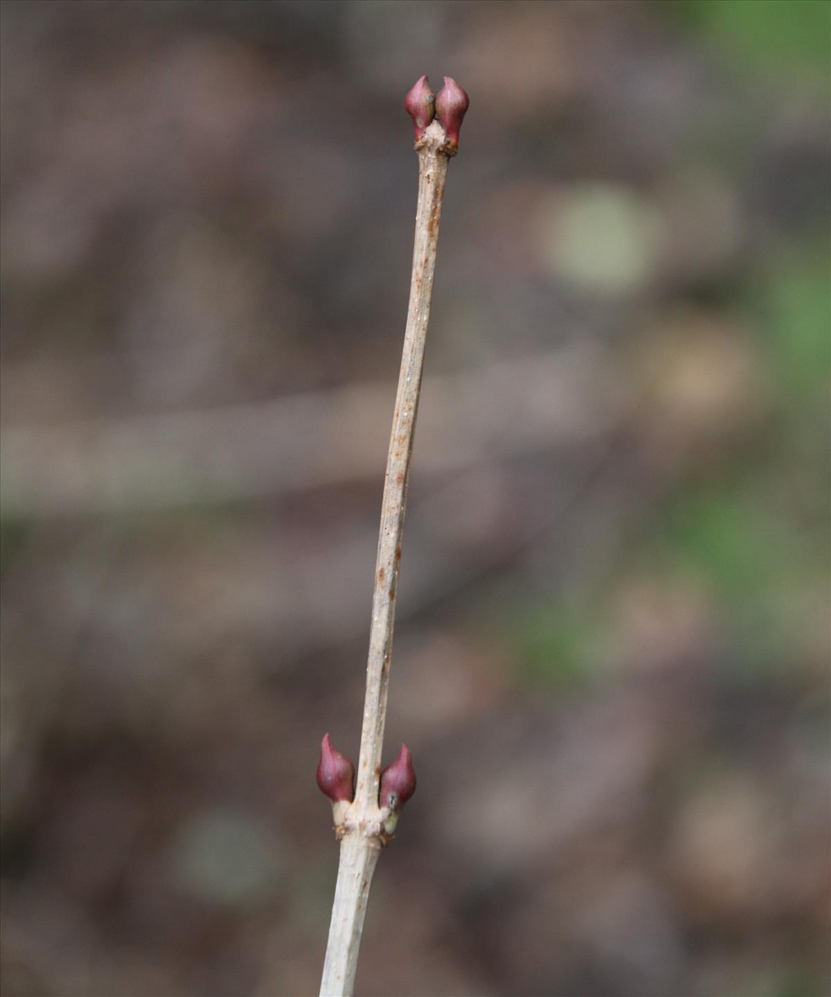 Viburnum opulus (door Stef van Walsum)