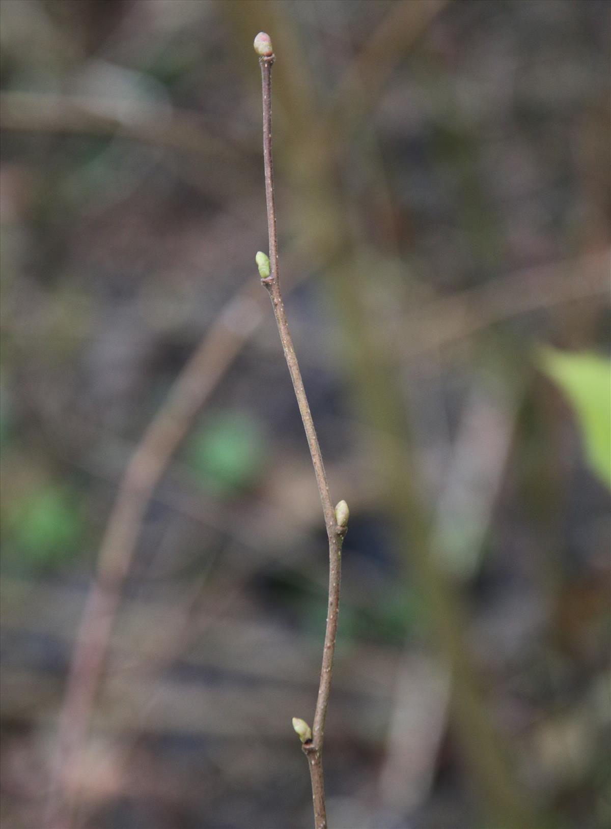 Corylus avellana (door Stef van Walsum)